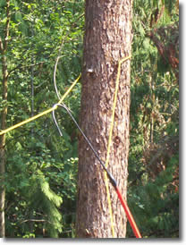 WRAP ROPE AROUND TREE, HOOK ROPE WITH SKYHOOK 